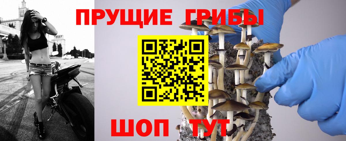 Псилоцибиновые грибы Psilocybe Сальск